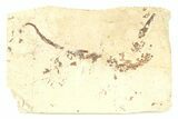 Fossil Pipefish (Syngnathus) - California #294273-1